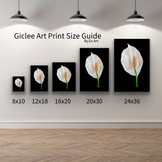 Size Guide for Giclee Art Print of a Peace Lily. ByZo Art by Maria Desnoyers.