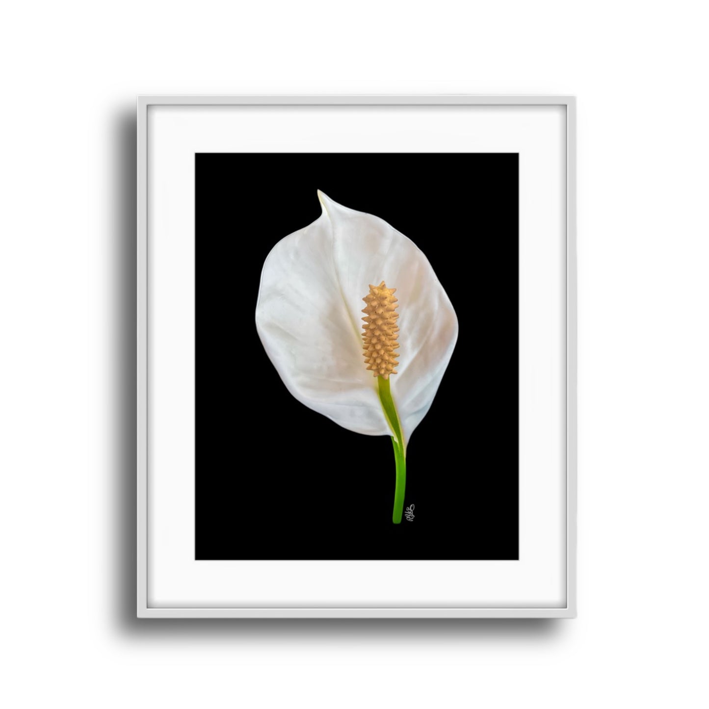 Peace Lily on Blackground Giclee Art Print Original Photography by: Maria Desnoyers at ByZo Art. Print Only Frame not included.