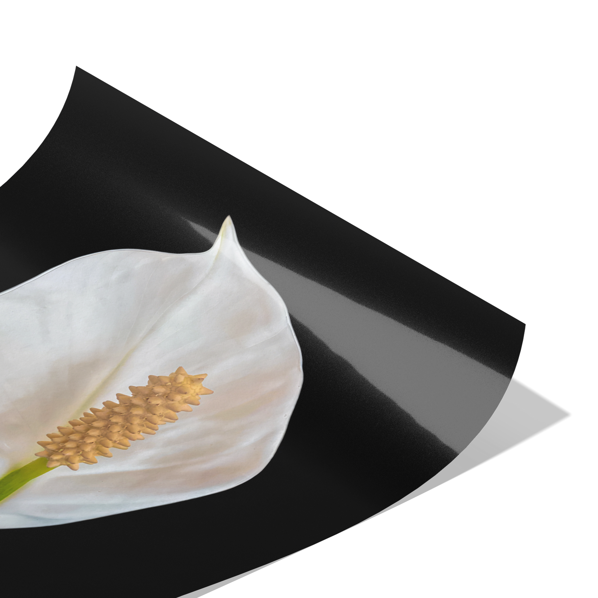 Peace Lily on Blackground Giclee Art Print Original Photography by: Maria Desnoyers at ByZo Art. Print Only Frame not included.