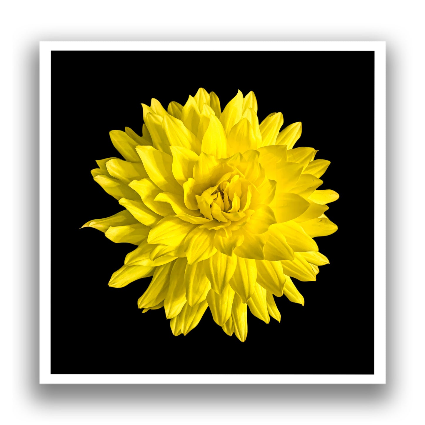 Dahlia In Black - Giclee Art Print - By:Zo