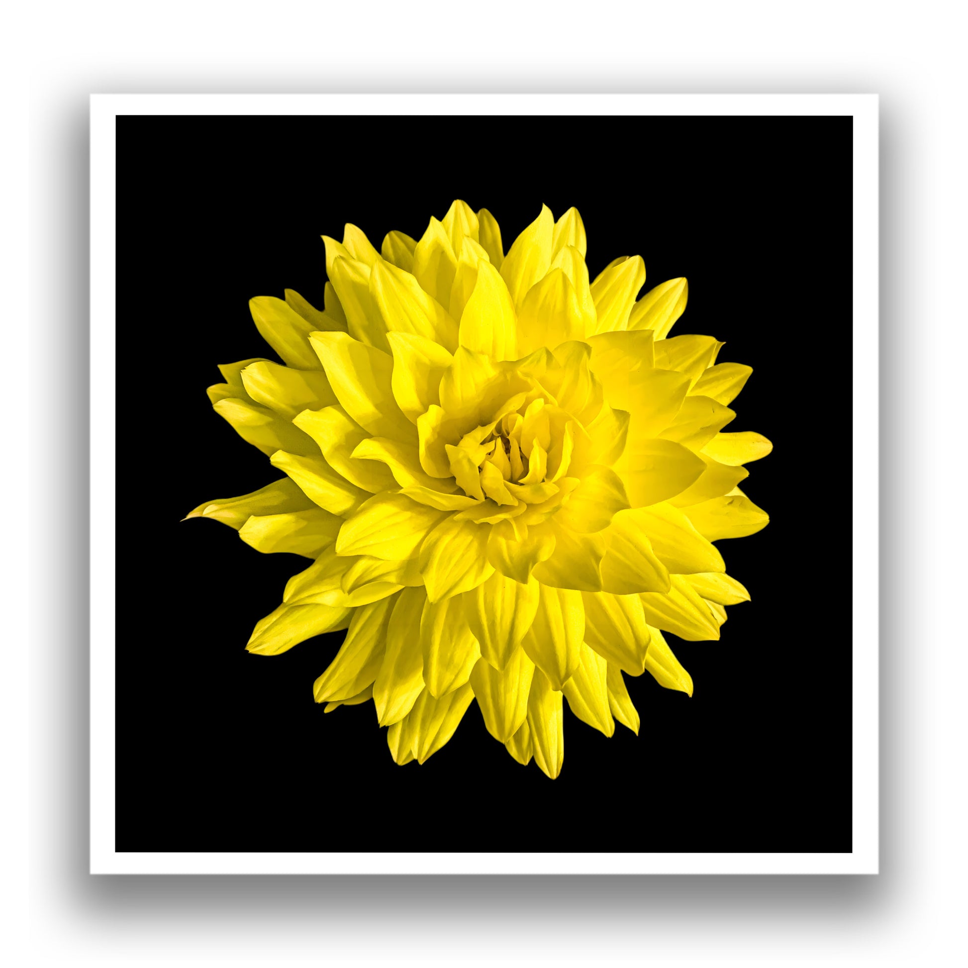 Dahlia In Black - Giclee Art Print - By:Zo