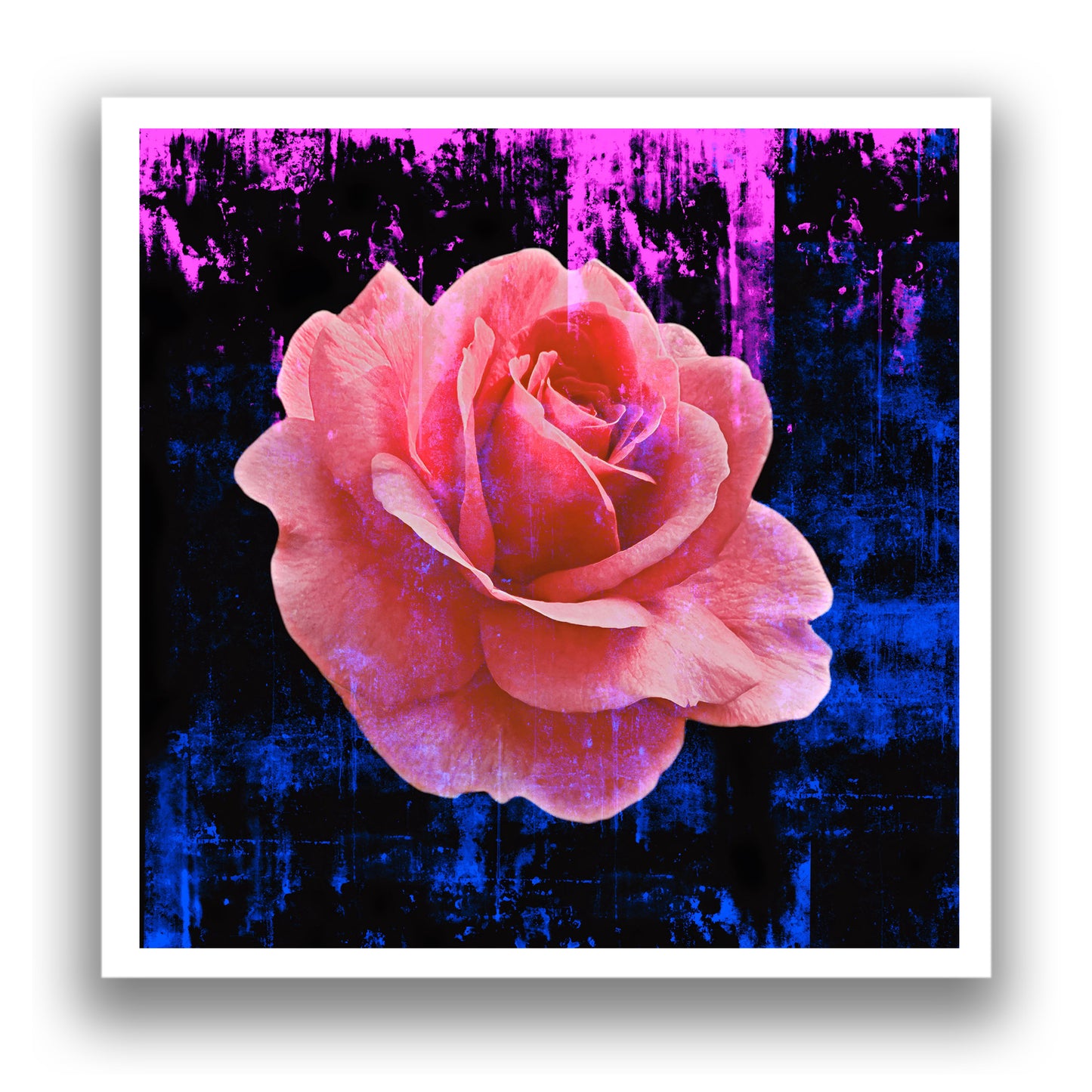 Rose Art Print Original Photography with Color Splashed background by Maria Desnoyers. ByZo Art