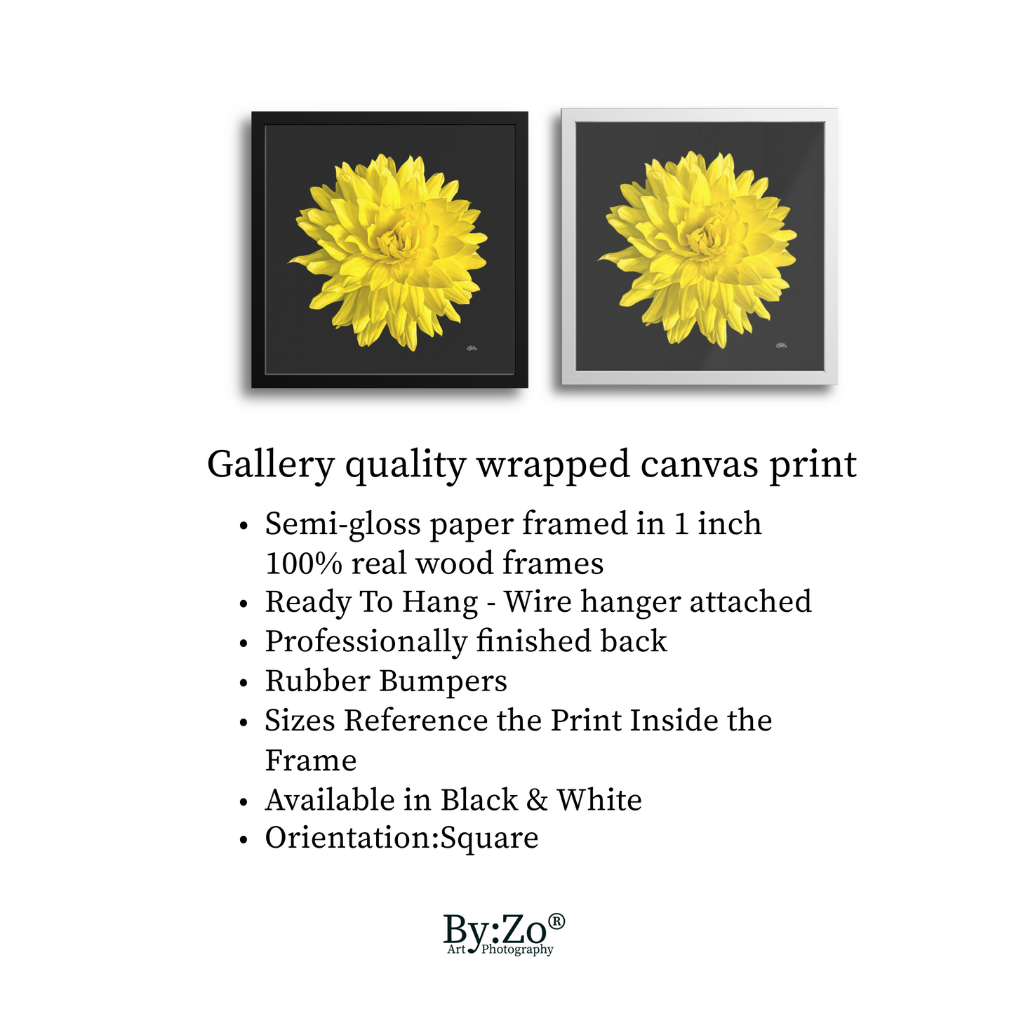 Framed Archival Semi-Gloss Paper, "Dahlia Flower on Black" Original Fine Art Photography teelaunch