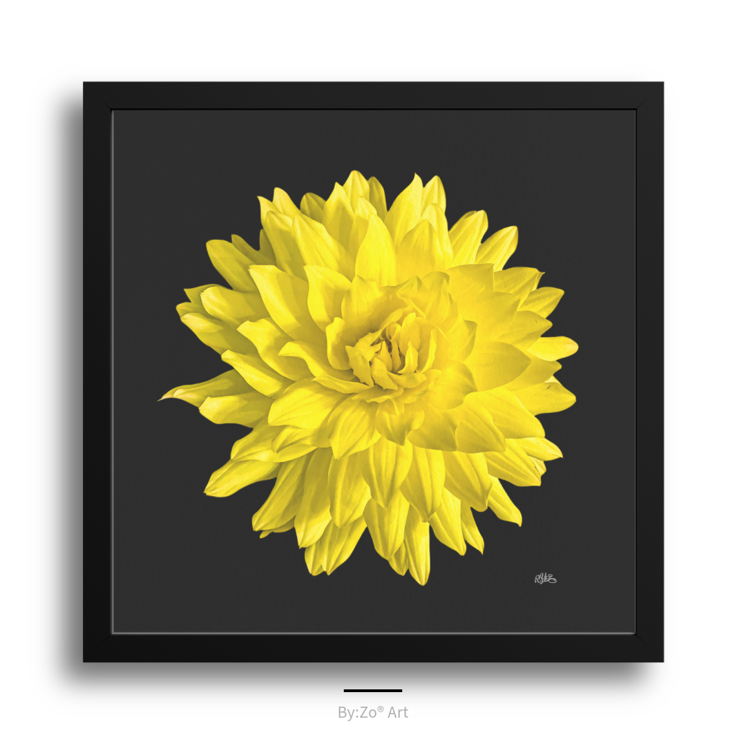 Framed Archival Semi-Gloss Paper, "Dahlia Flower on Black" Original Fine Art Photography teelaunch