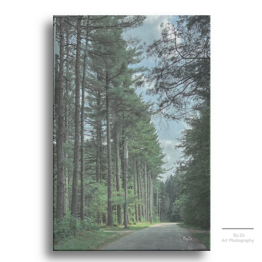 Wrapped Canvas "Trees" ByZo Art Photography teelaunch