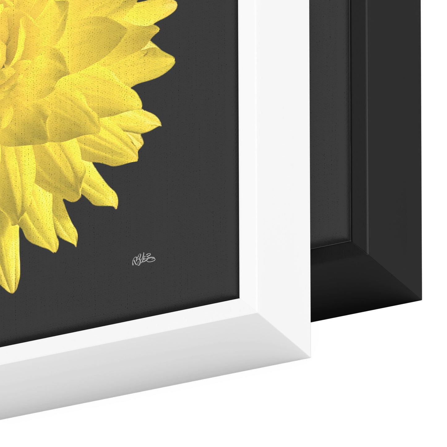 Dahlia Flower on Black Background Wrapped Canvas Print teelaunch