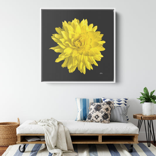 Dahlia Flower on Black Background Wrapped Canvas Print teelaunch