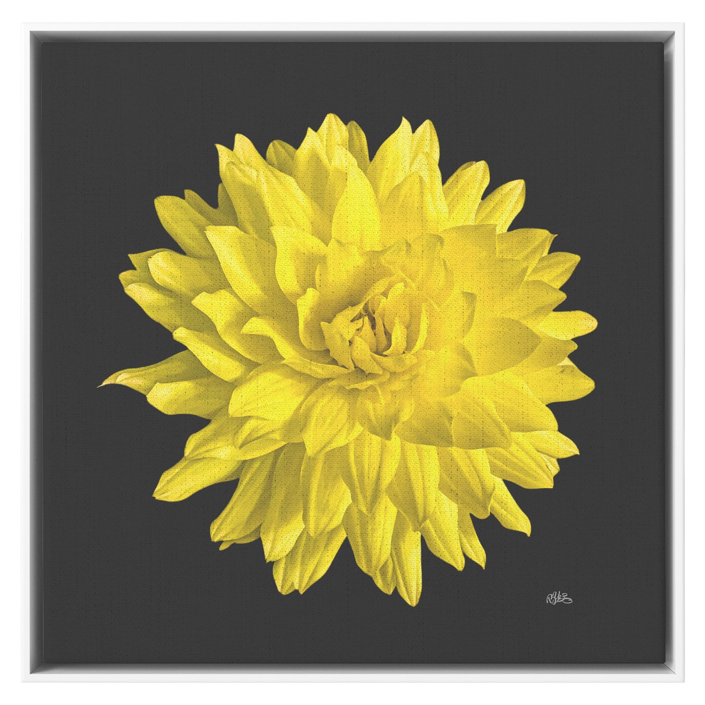 Dahlia Flower on Black Background Wrapped Canvas Print teelaunch