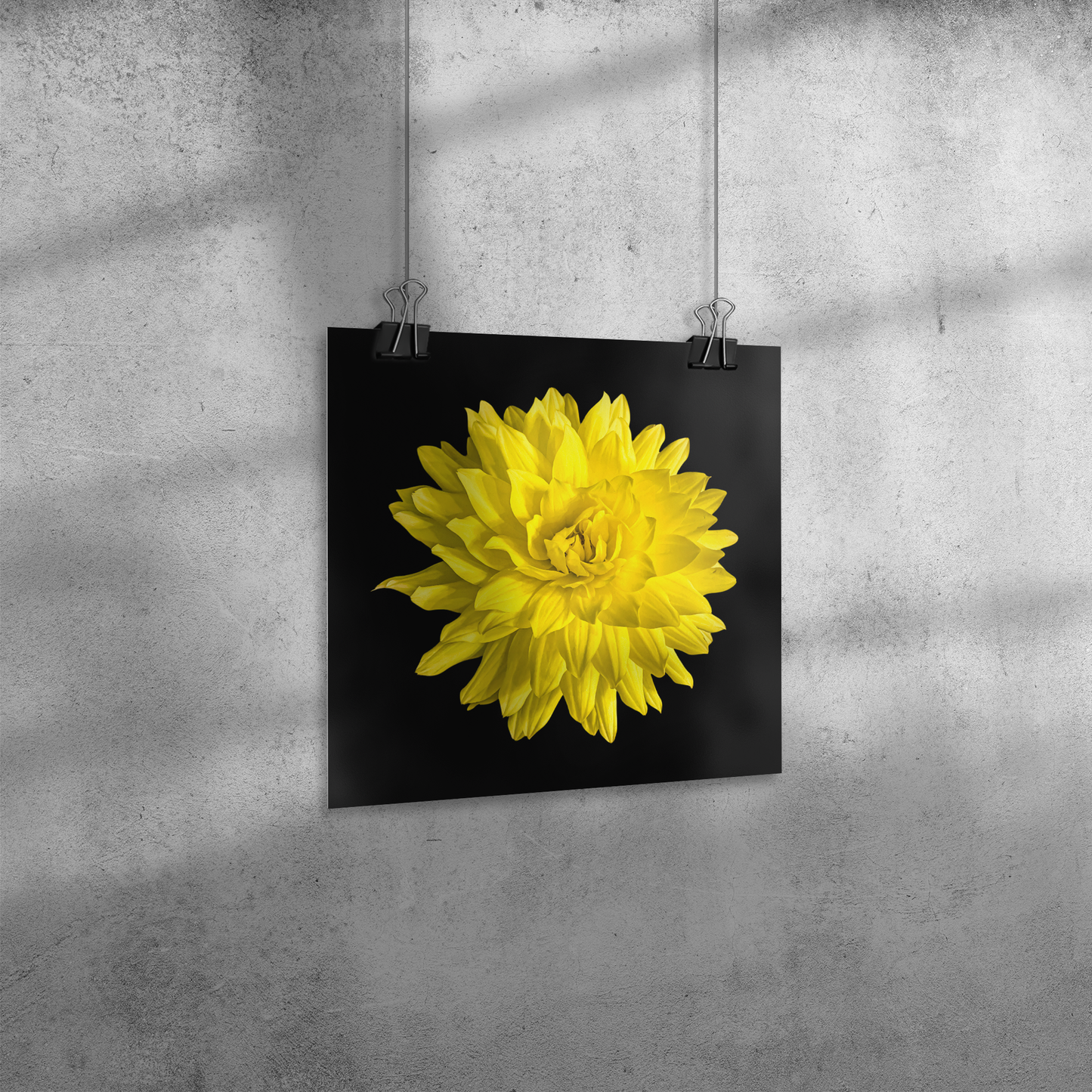 Dahlia In Black - Giclee Art Print - By:Zo