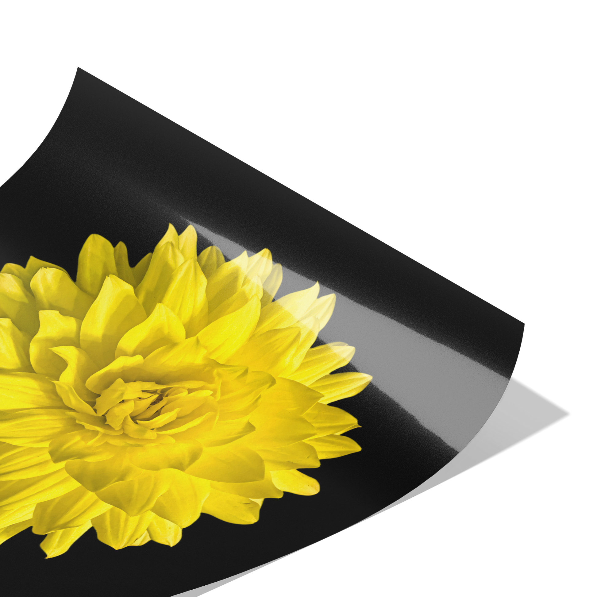 Dahlia In Black - Giclee Art Print - By:Zo