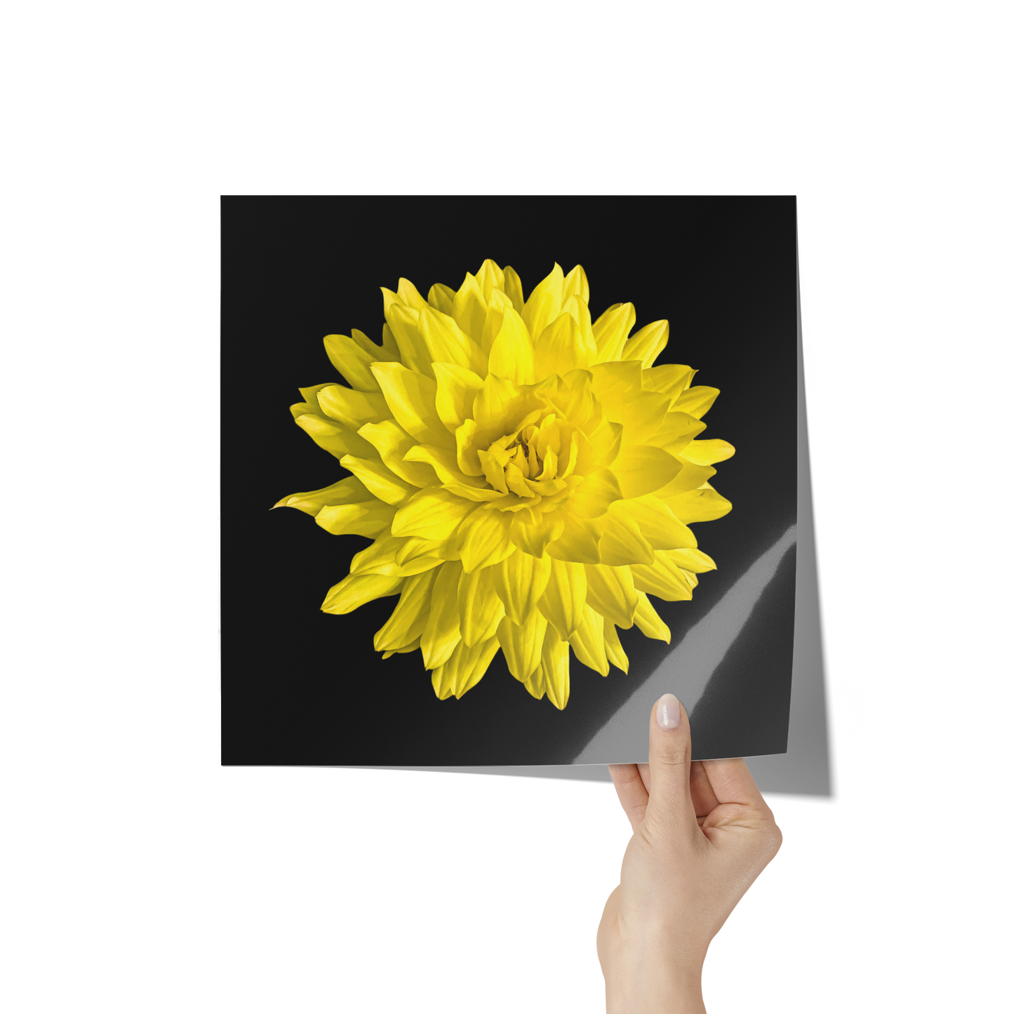 Dahlia In Black - Giclee Art Print - By:Zo