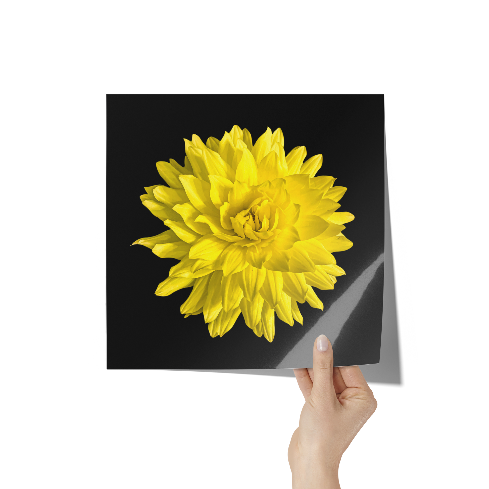 Dahlia In Black - Giclee Art Print - By:Zo