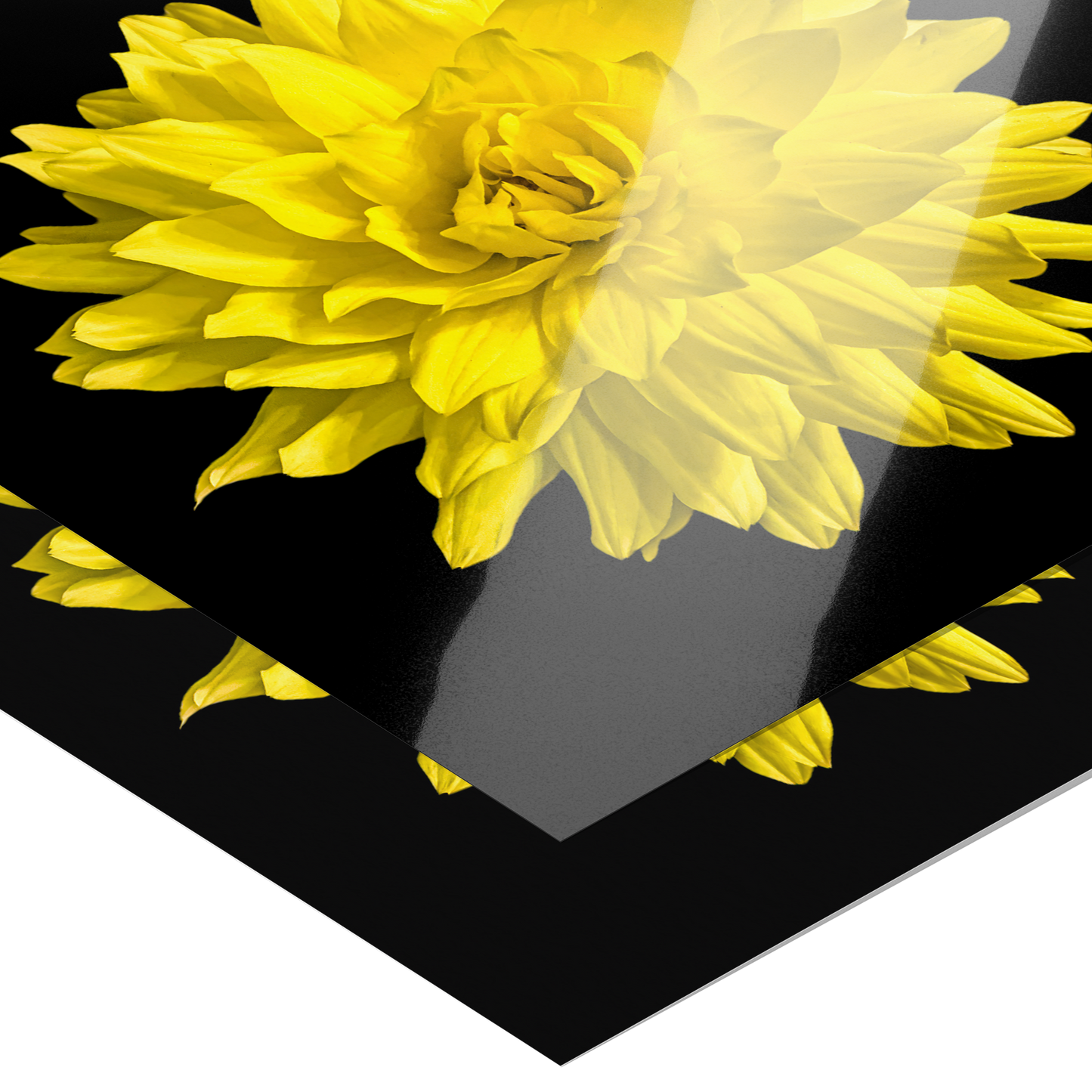 Dahlia In Black - Giclee Art Print - By:Zo