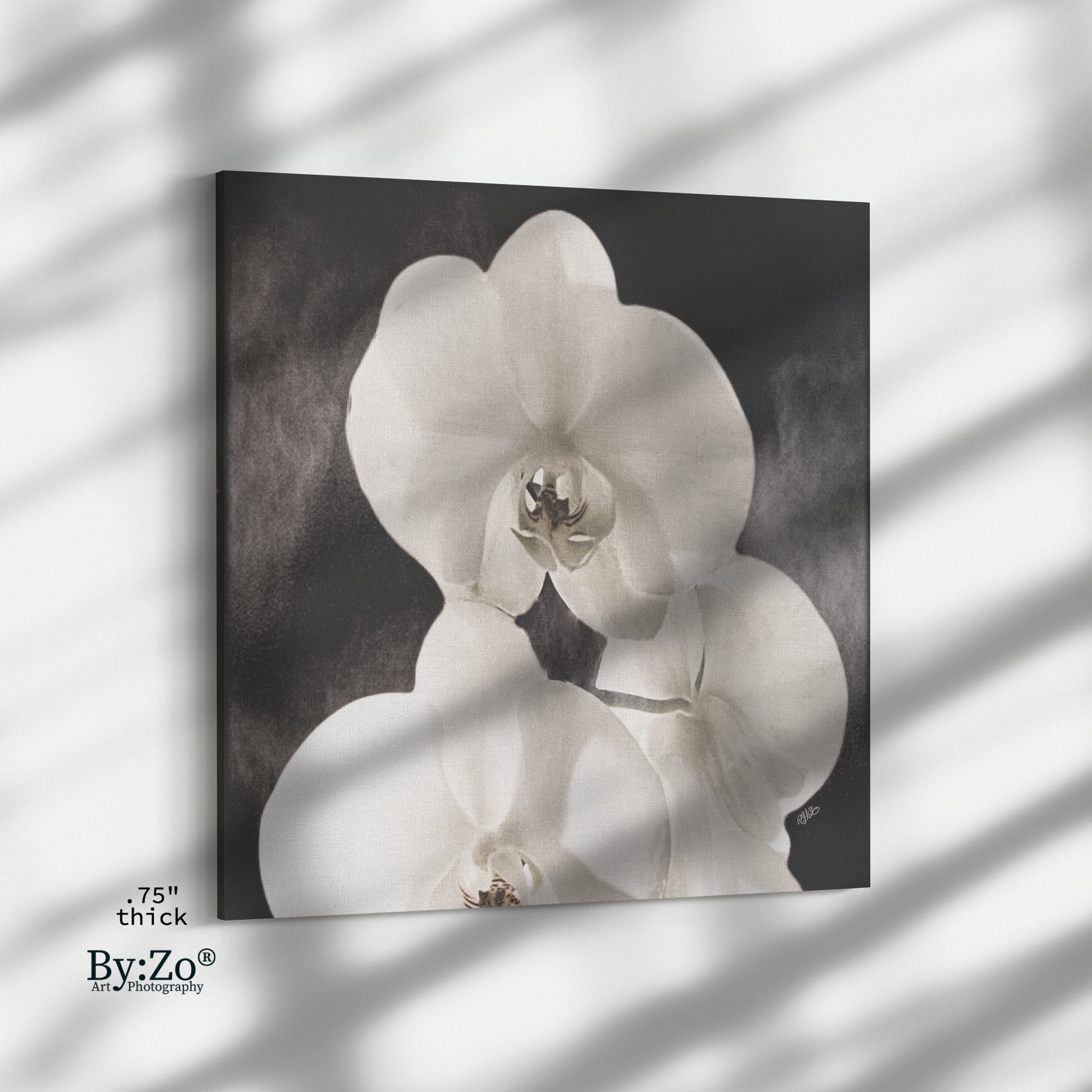 Orchid Drama - By:Zo