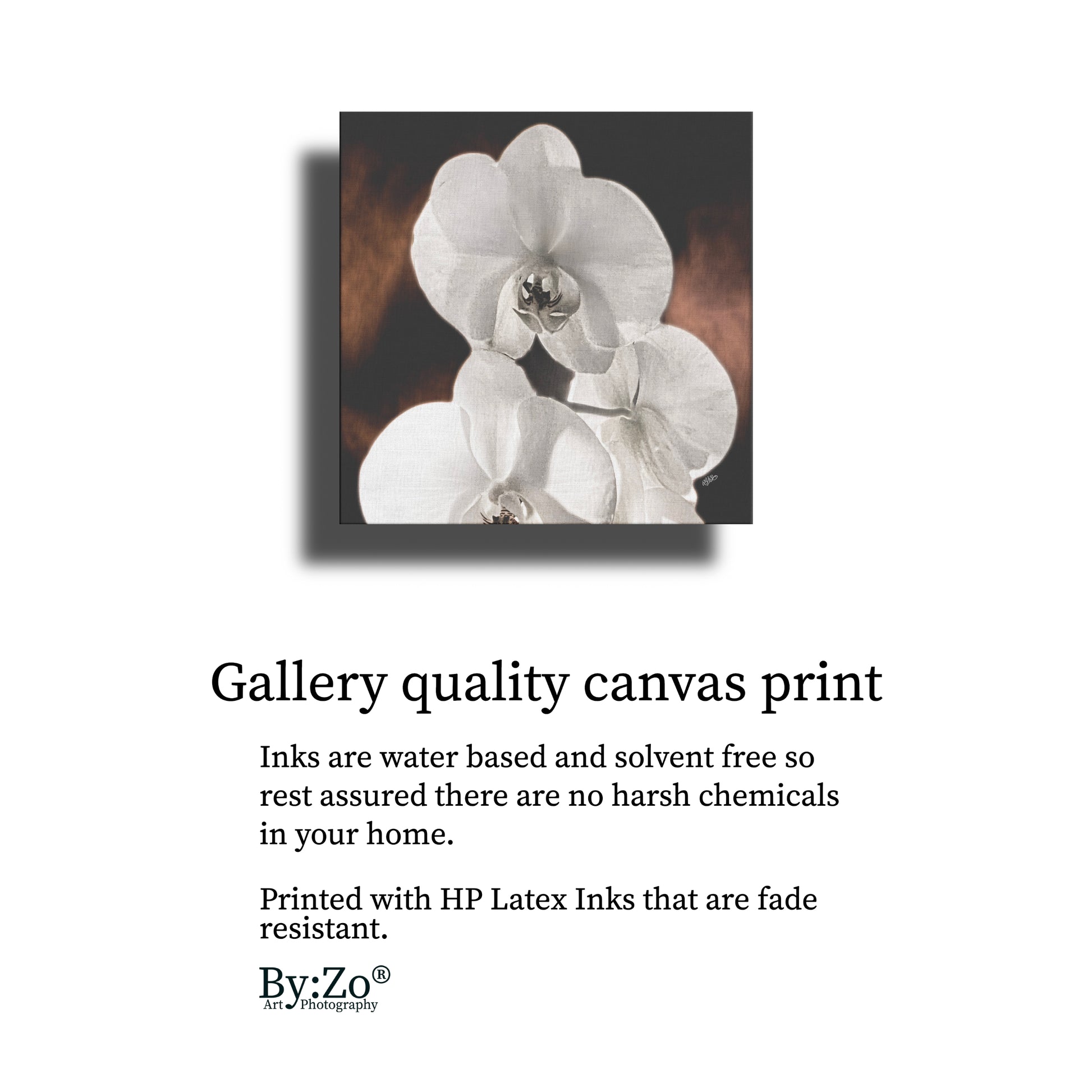 "Orchid Drama" Black Background Gold Splashed - By:Zo