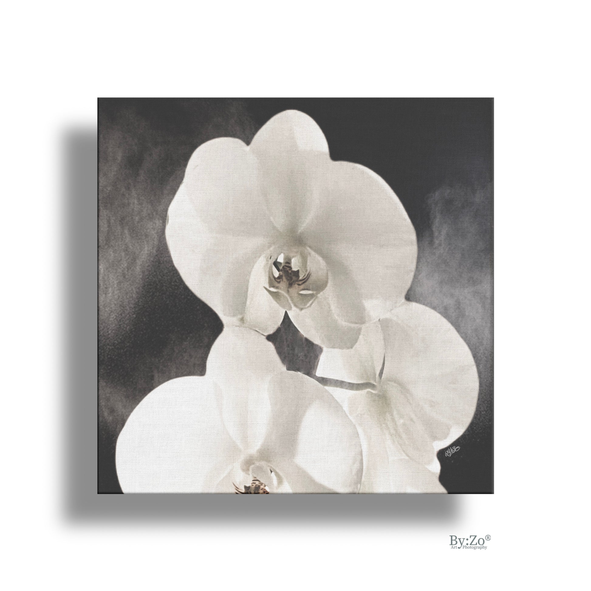 Orchid Drama - By:Zo