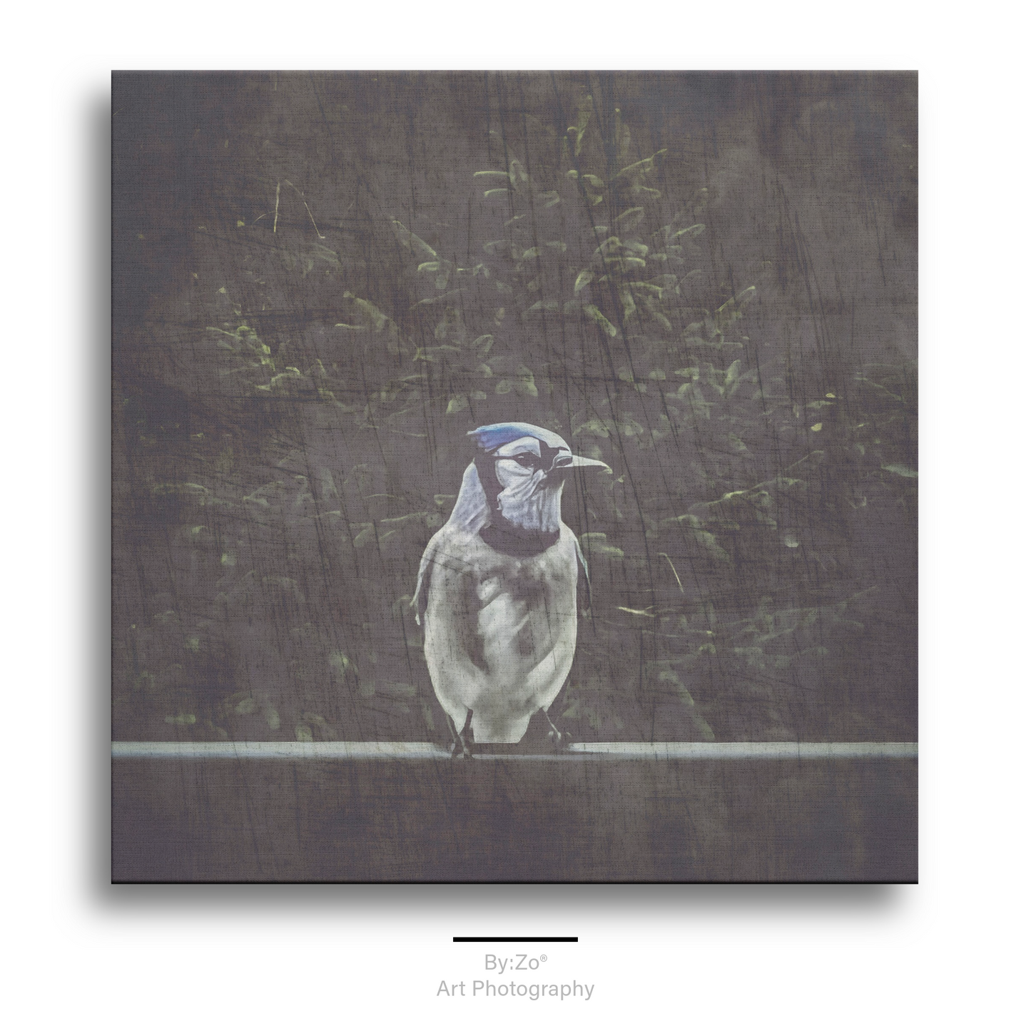 Wrapped Canvas "A Blue Jay's Visit" Original Fine Art Photography teelaunch