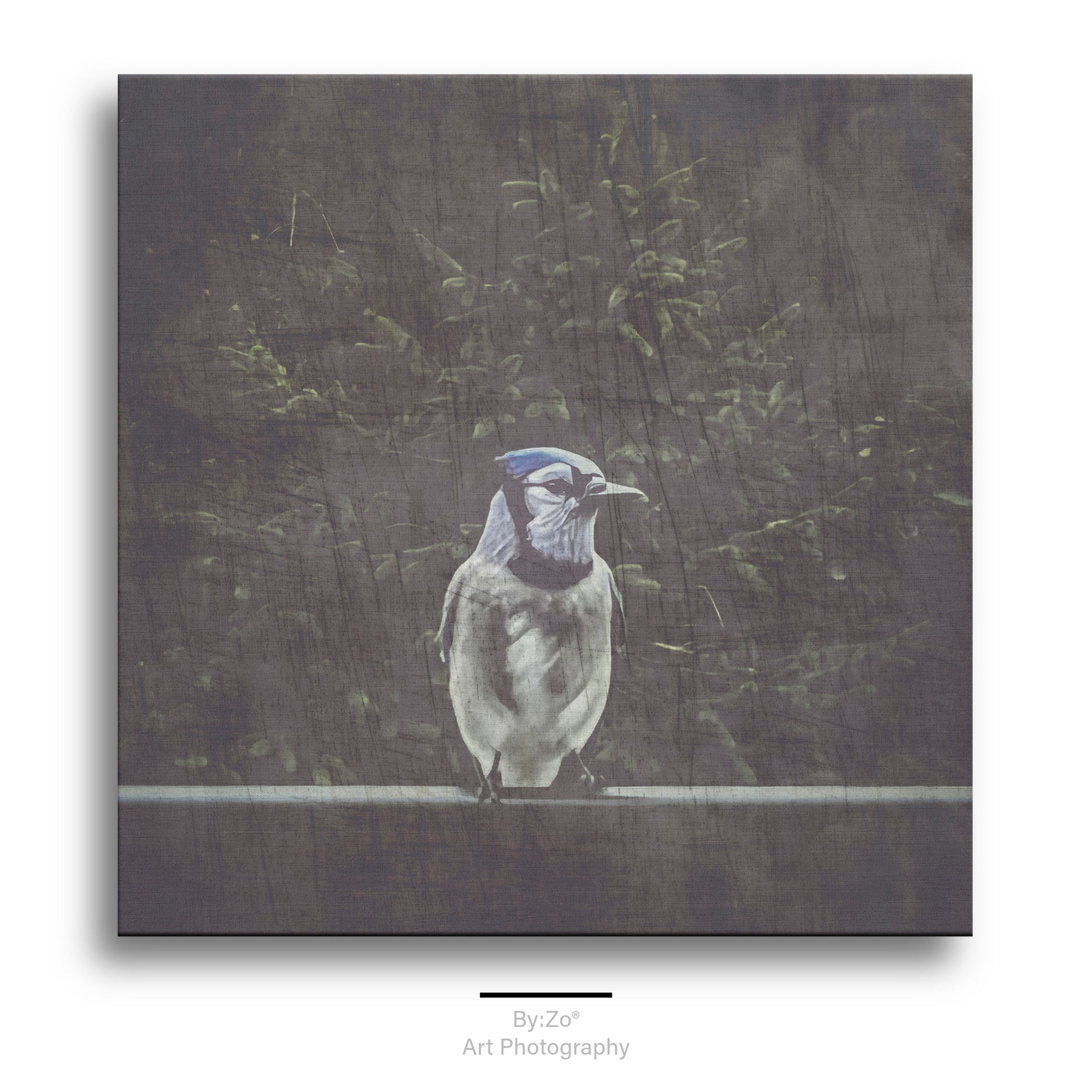 Wrapped Canvas "A Blue Jay's Visit" Original Fine Art Photography teelaunch