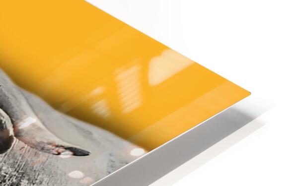 2399567 :: HD Sublimation Metal Print