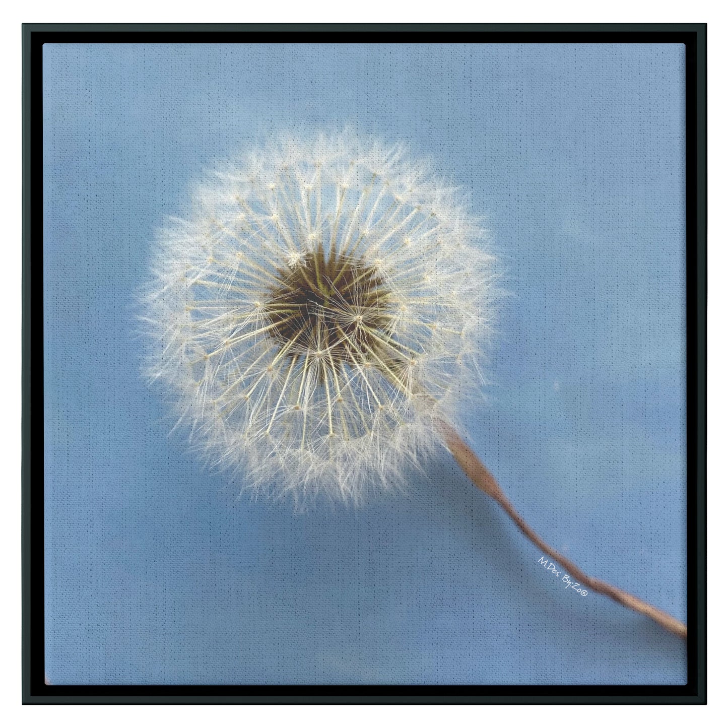 Wall Art Dandelion Make-a-Wish Make-Magic Original Art on Framed Canvas Floater Fine-Art Photography  By:Zo® - By:Zo