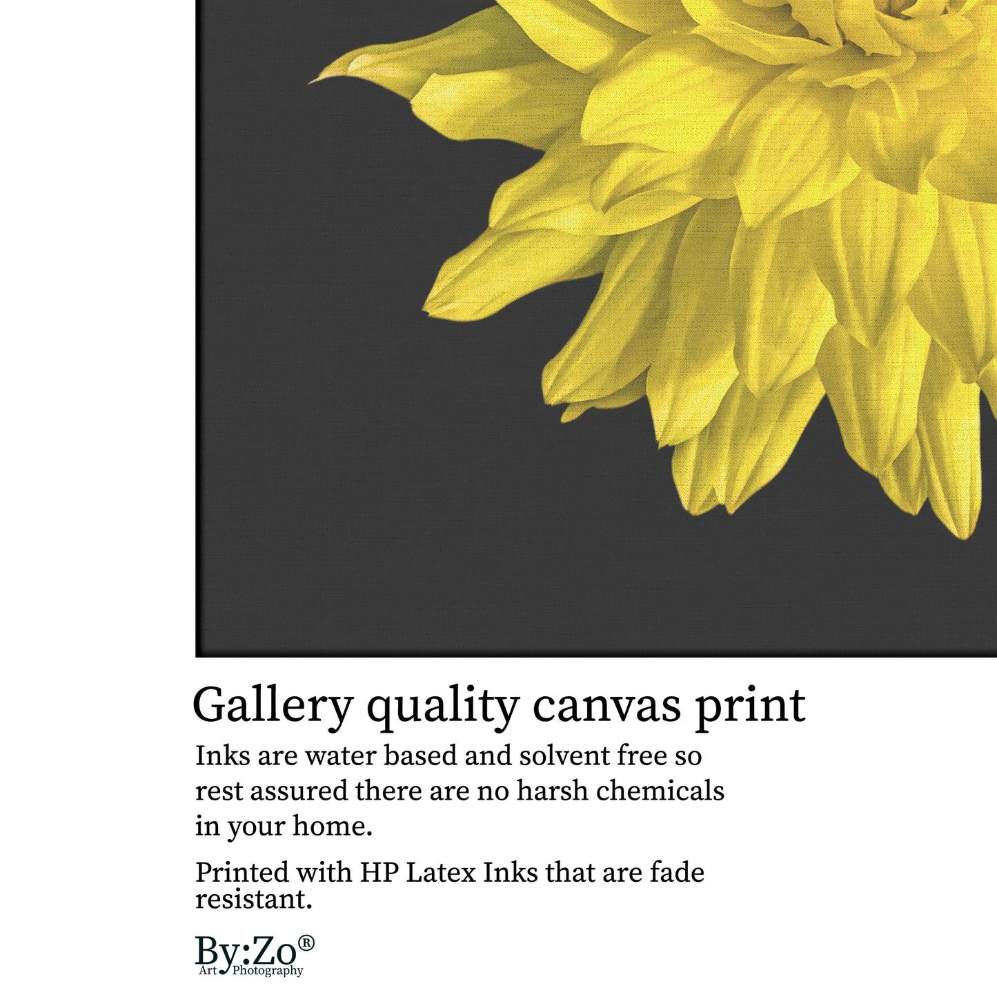 Dahlia Flower on Wrapped Canvas - By:Zo