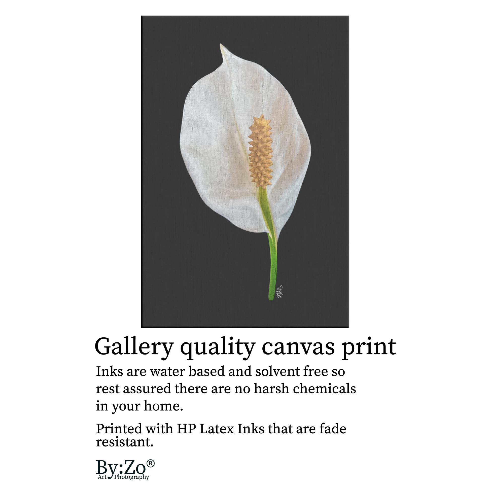 Peace Lily on Wrapped Canvas Original Photography.ByZo Art by: Maria Desnoyers